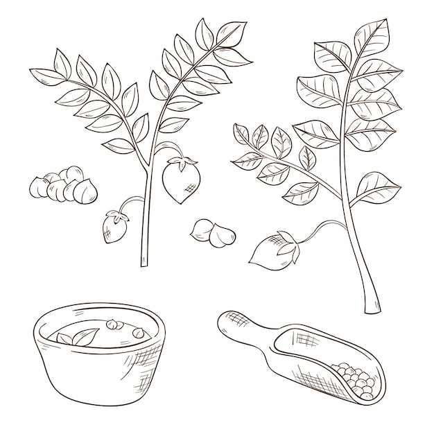 Free vector realistic hand drawn chickpea beans and plant set