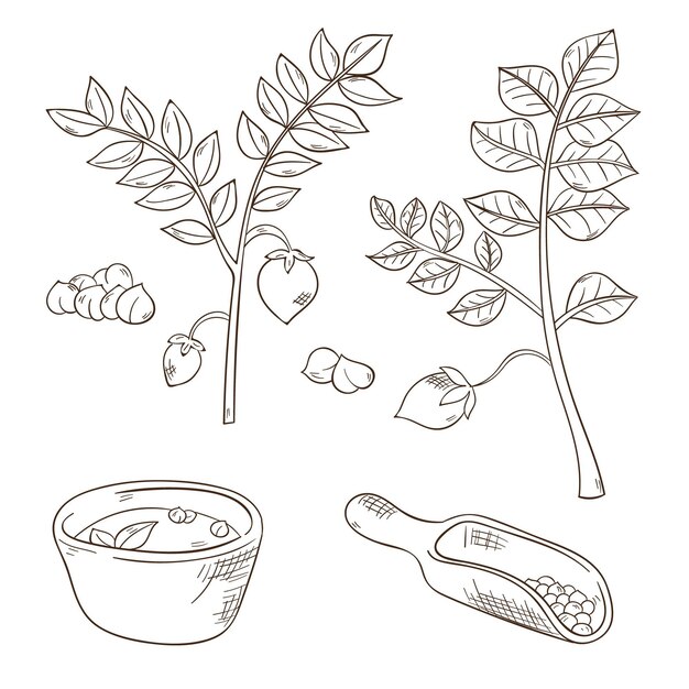 Realistic hand drawn chickpea beans and plant set