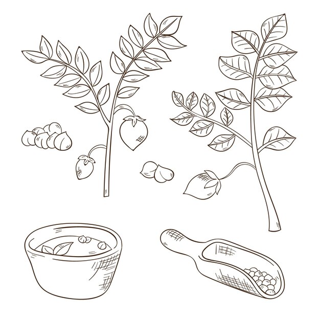 リアルな手描きひよこ豆と植物のセット