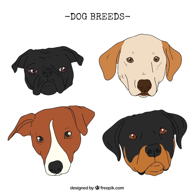無料ベクター 現実的な手描きの犬の品種