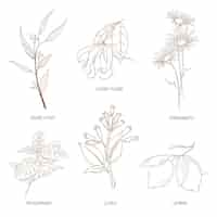 Free vector realistic hand drawn essential oil herb collection