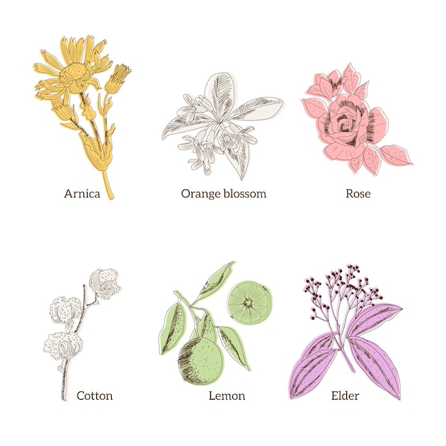 Free vector realistic hand drawn essential oil herb collection
