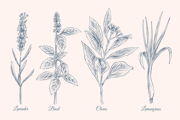 Realistic hand drawn essential oil herb collection