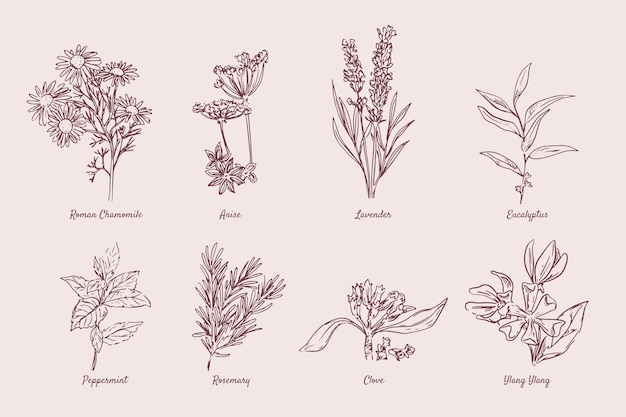 Realistic hand drawn essential oil herb collection