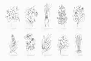 Free vector realistic hand drawn essential oil herb collection