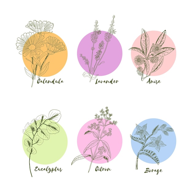 Realistic hand-drawn essential oil herb collection