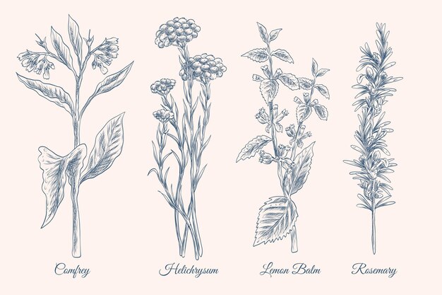 Realistic Hand-drawn Essential Oil Herb Set