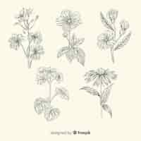 Free vector realistic hand drawn flowers and leaves