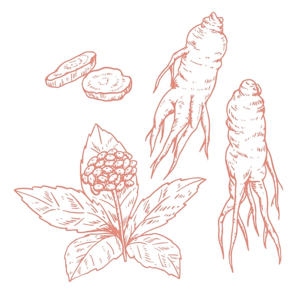 Realistic hand drawn ginseng plant collection