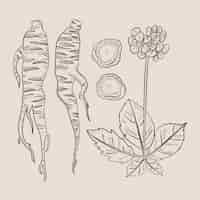 Free vector realistic hand drawn ginseng plant collection