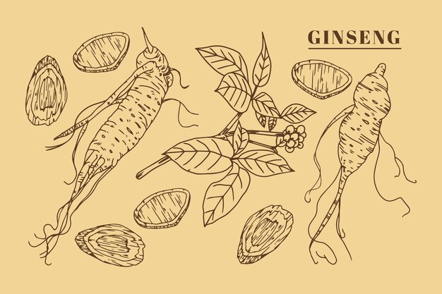 Realistic hand drawn ginseng plant collection