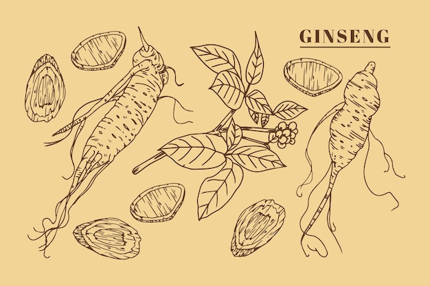 Realistic hand drawn ginseng plant collection