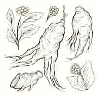 Free vector realistic hand drawn ginseng plant collection