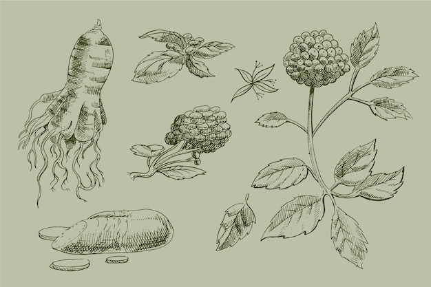 Free vector realistic hand drawn ginseng plant collection