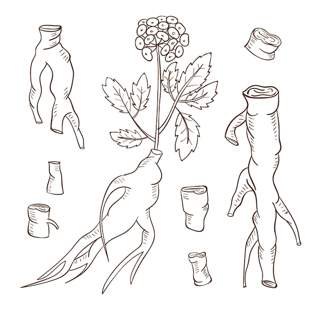 Free vector realistic hand drawn ginseng plant collection