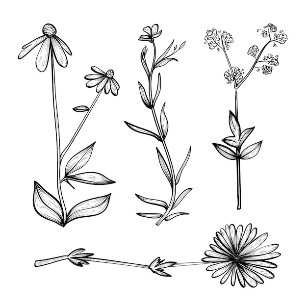 Realistic hand drawn herbs & wild flowers collection