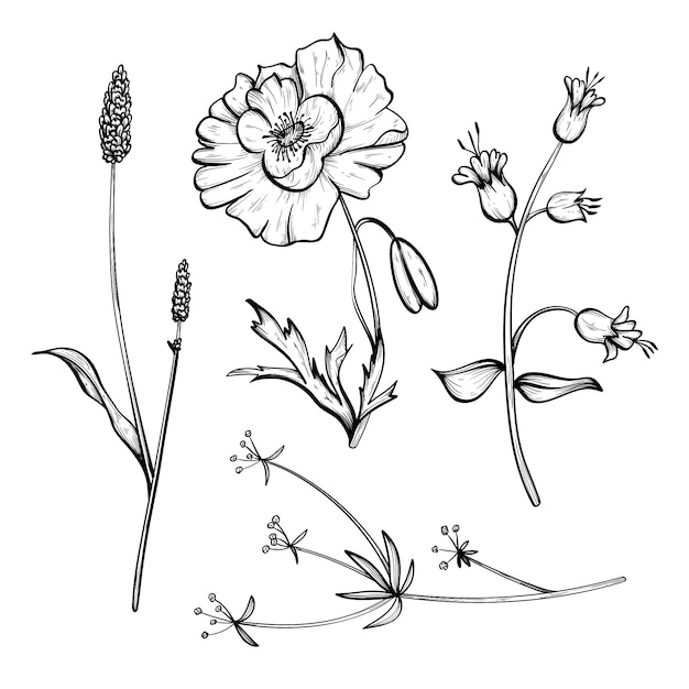 Realistic hand drawn herbs & wild flowers set