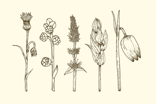 Realistic hand drawn herbs & wild flowers