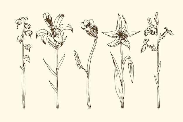 Free vector realistic hand drawn herbs & wild flowers