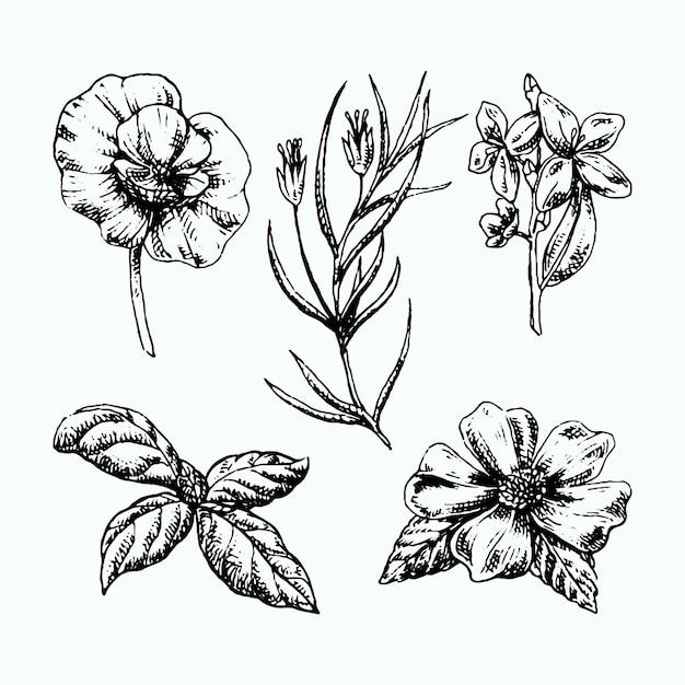 リアルな手描きのハーブと野生の花