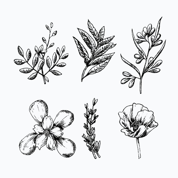 Free vector realistic hand drawn herbs & wild flowers