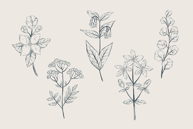 Erbe disegnate a mano realistiche e fiori selvatici