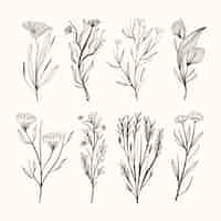 Free vector realistic hand drawn herbs & wild flowers