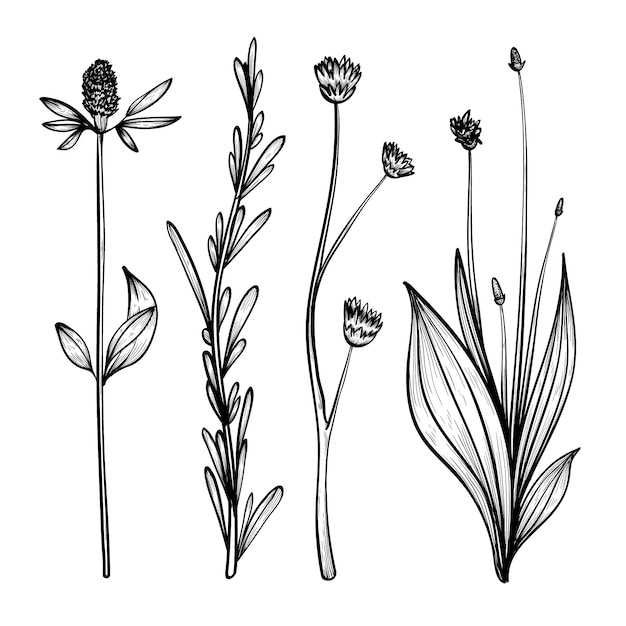 Realistic hand drawn herbs & wild flowers