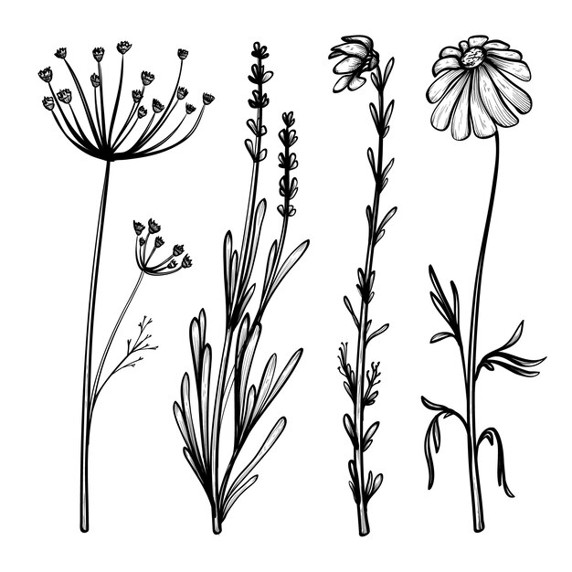Realistic hand drawn herbs & wild flowers