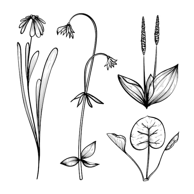 Realistic hand drawn herbs & wild flowers