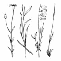 Free vector realistic hand drawn herbs & wild flowers