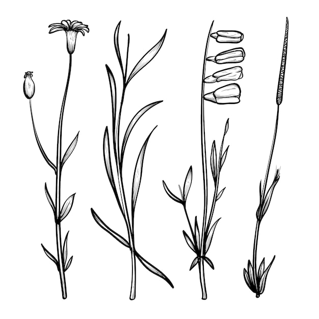 Реалистичные рисованной травы и дикие цветы