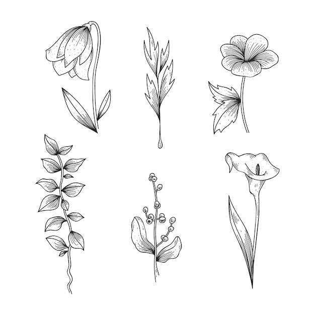 Free vector realistic hand drawn herbs & wild flowers