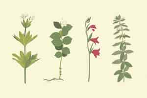 Free vector realistic hand-drawn herbs & wild flowers