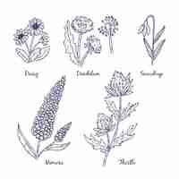 Free vector realistic hand drawn herbs and wild flowers