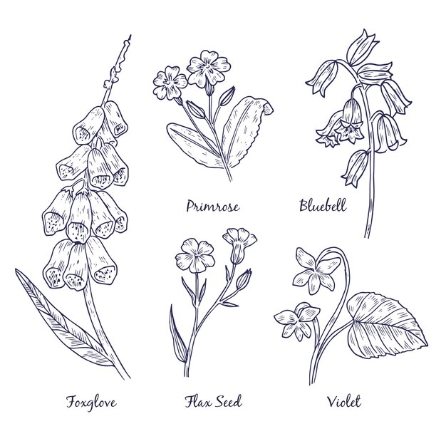 Realistic hand drawn herbs and wild flowers