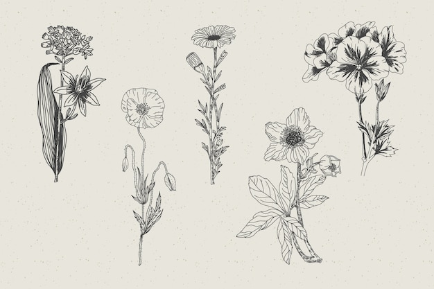 Free Vector realistic hand drawn herbs & wild flowers