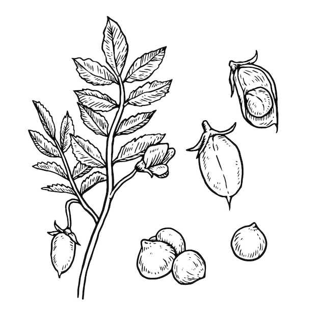 Realistic hand drawn illustration chickpea beans and plant
