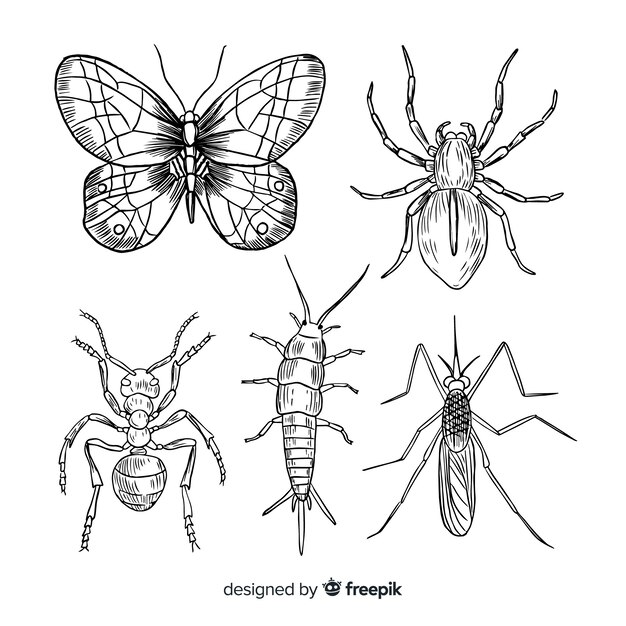 Realistic hand drawn insect collection