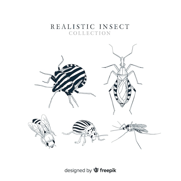 Realistic hand drawn insect collection