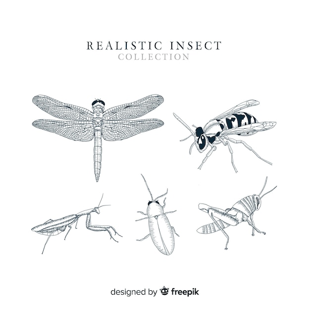 Free vector realistic hand drawn insect collection