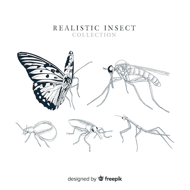 Free vector realistic hand drawn insect collection