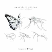 Free vector realistic hand drawn insect collection