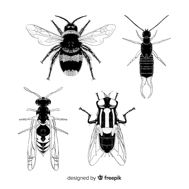 Realistic hand drawn insects sketch pack