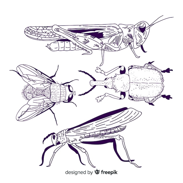 Vettore gratuito pacchetto di schizzo di insetti disegnati a mano realistico