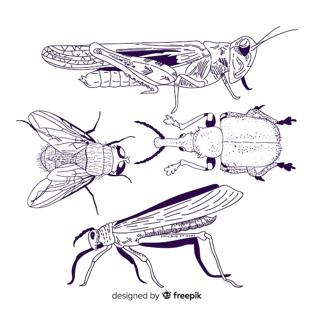 Free vector realistic hand drawn insects sketch pack