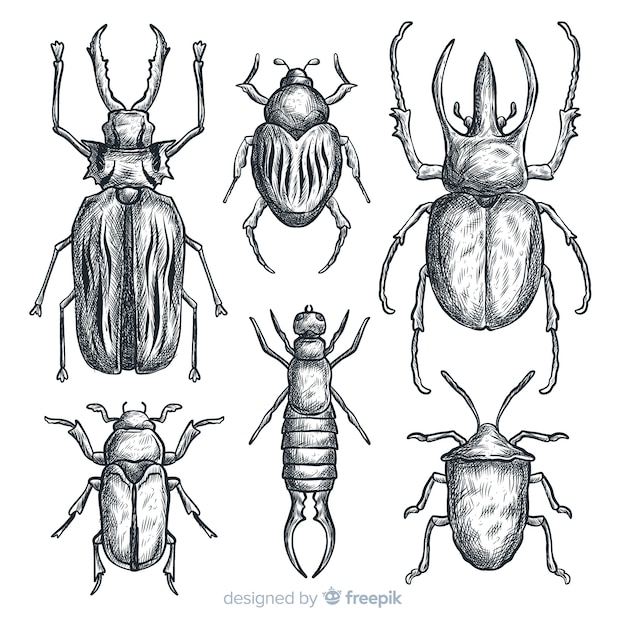 Insieme di schizzo di insetti disegnati a mano realistico