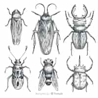 Free vector realistic hand drawn insects sketch set