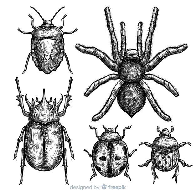 Реалистичный набор рисованной насекомых эскиз