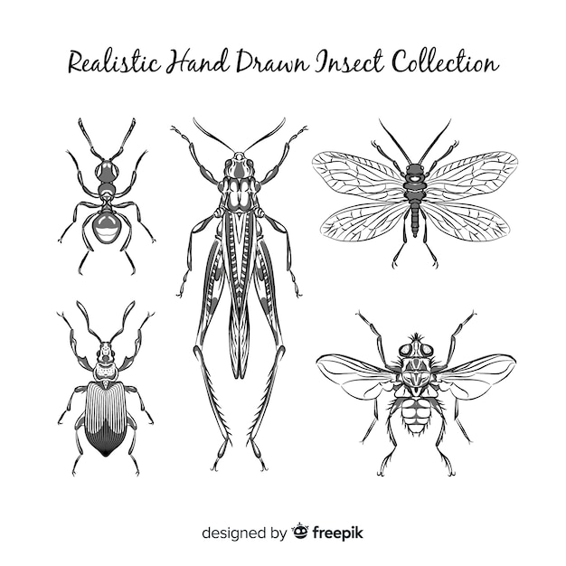 Free vector realistic hand drawn insects sketch set